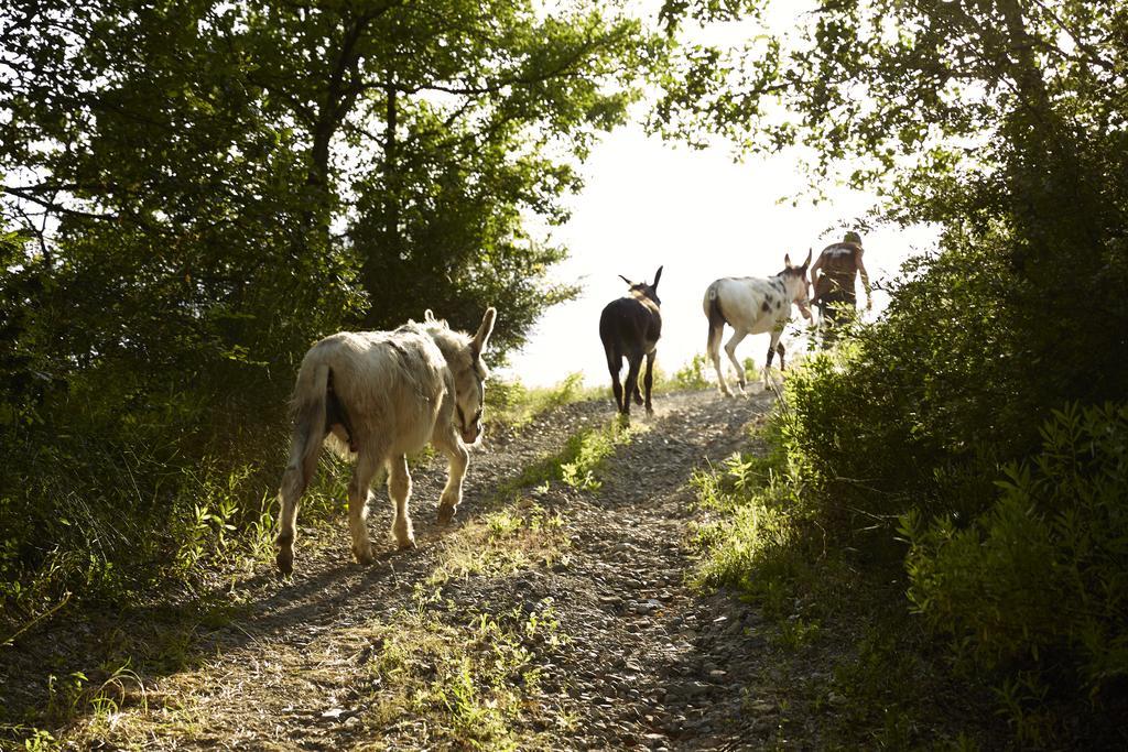 Agriturismo Ca' Del Ciuco Vezzano sul Crostolo 외부 사진